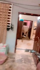 qurbani ke janwar ki video || qurbani ke janwar || qurbani ke janwar 2024