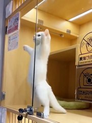 there's never a dull moment with a cat around