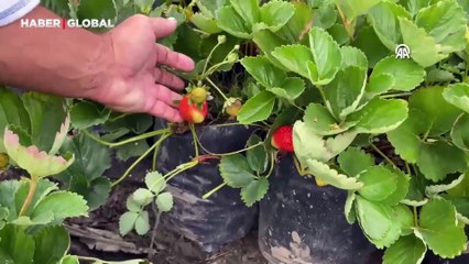 Tarladan halka doğrudan satış: Çilek yetiştiricisinden müşterilerine jest