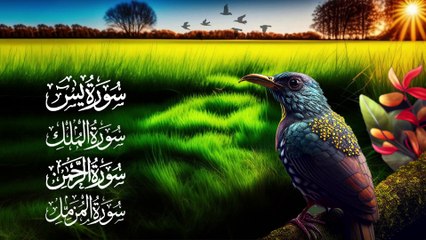 Emotional Recitation Of Surah Yaseen | Surah Al Mulk | Surah Ar Rahman | Surah Muzammil   '