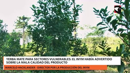 Yerba mate para sectores vulnerables el INYM había advertido sobre la mala calidad del producto