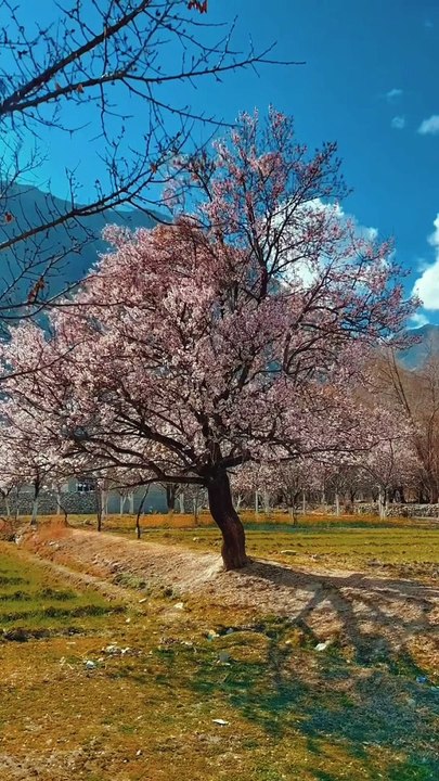 Spring in GB Gilgit Baltistan Pakistan