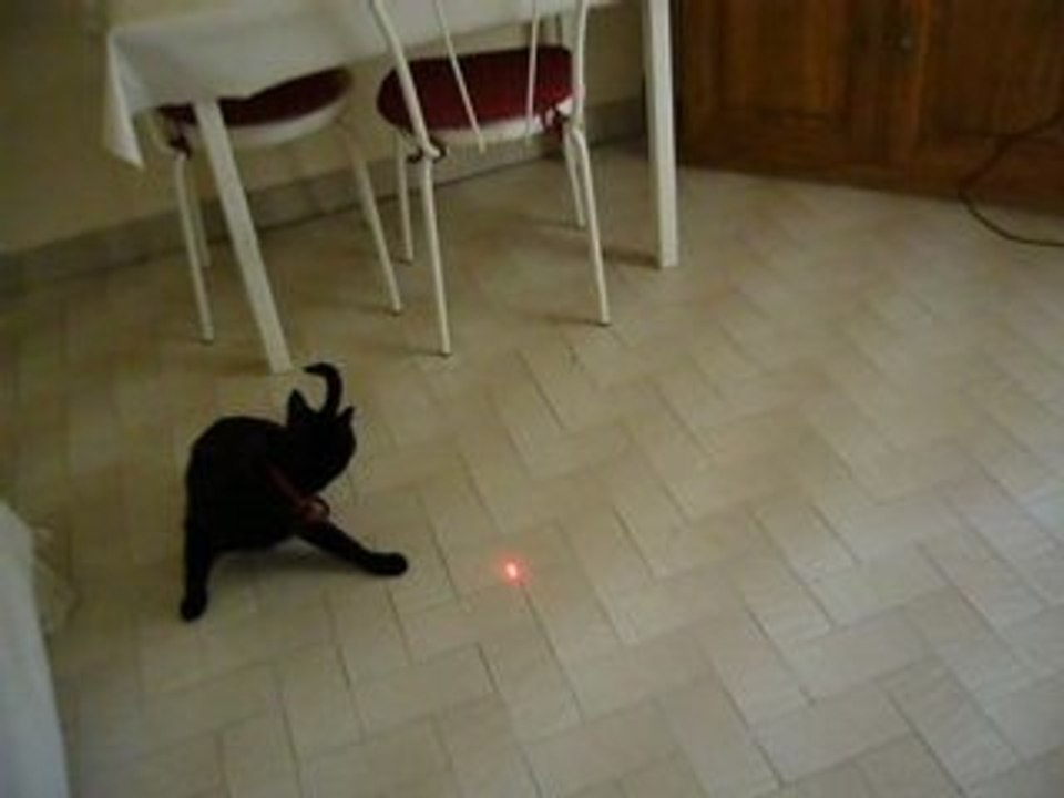 Chat laser