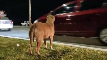 Cão late sem parar perto do corpo de tutor morto em atropelamento