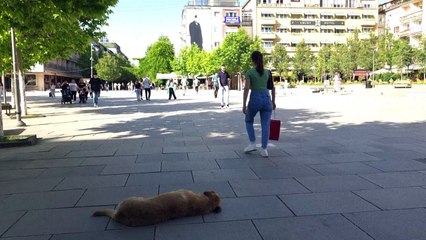 Dogged by strays, Kosovo capital pays people to adopt them