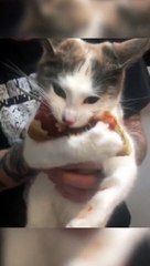 子猫がピザを求めて暴れ回る