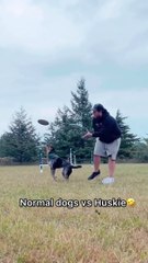 普通の犬とハスキー犬。