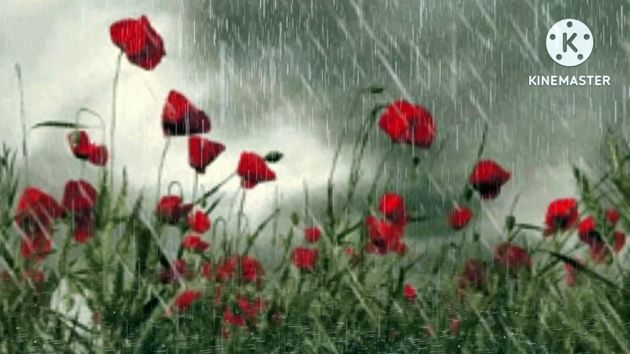 Rainyday