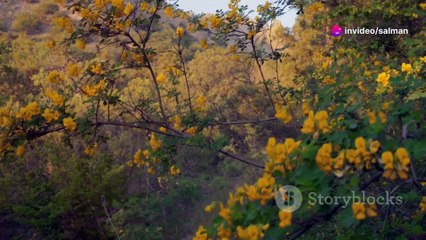 Nature's Symphony- A Visual Journey 1080P