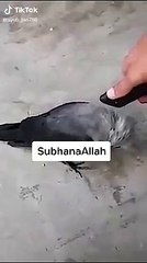 crow listening quran