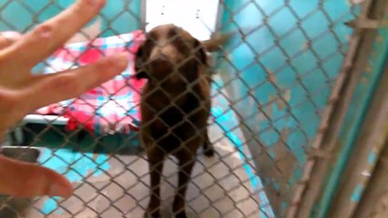 Old film ~18Doggies Adoptable at HSSAZ shelter8-4-2017TonkaAndieRustyLibbyGatsbyWillyDaisyBeansAnneWilsonSunnyHarleyColitiaZephrBuddySashaPandaBaileyBarry