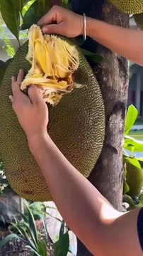 Enjoy beautiful Fruit ful Adventures#001 #shorts