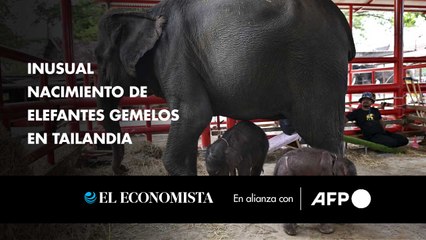 Inusual nacimiento de elefantes gemelos en Tailandia