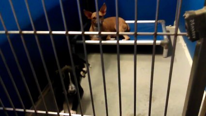 Old film❤️~14 Adoptable doggies @pimaanimalcarecenter5970 ❤️'Freckles'ElfRafikiHarryBuddyMitsyJulep...7-25-2017