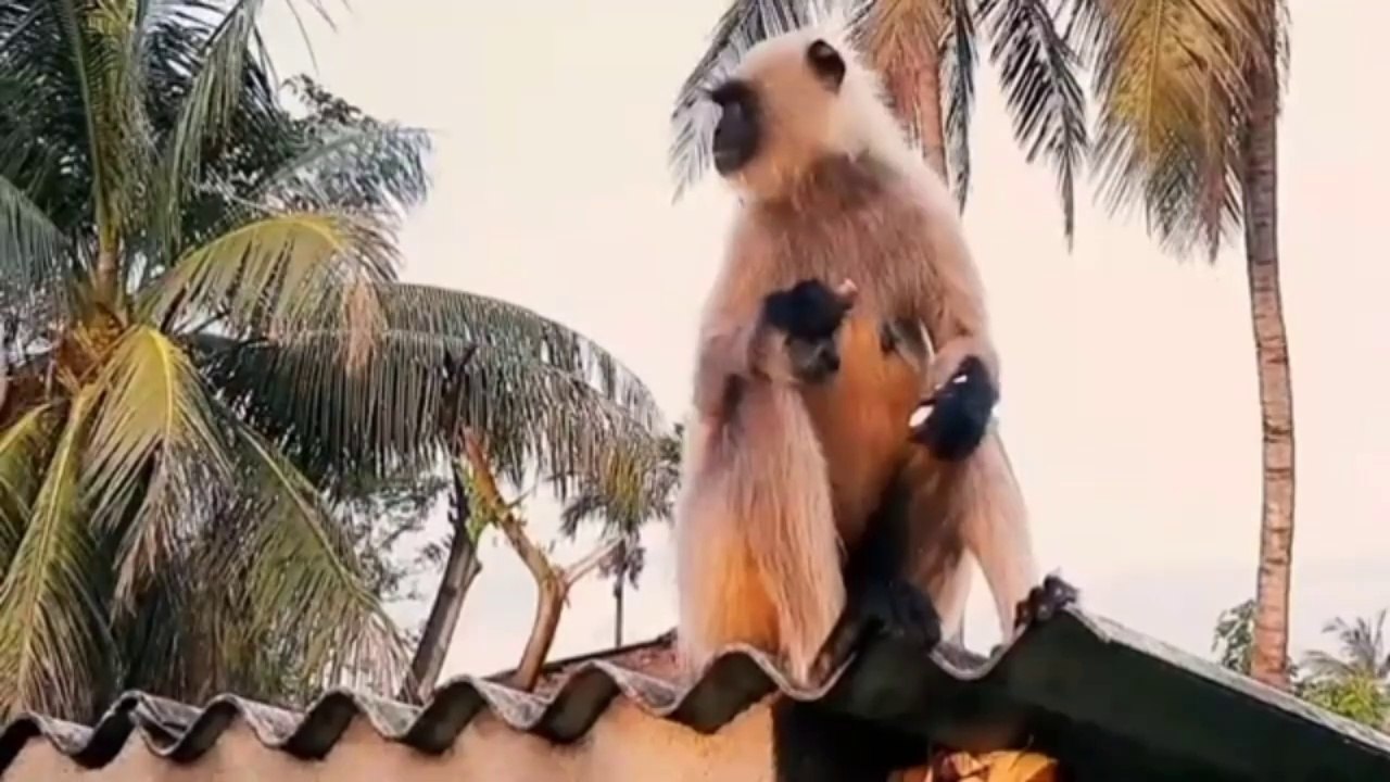 White monkey