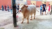 2024 Qurbani Animals Funny Moments Caught On Camera