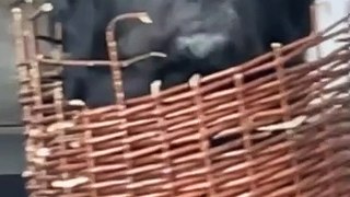 Dog Acts Innocent After Basket Mishap