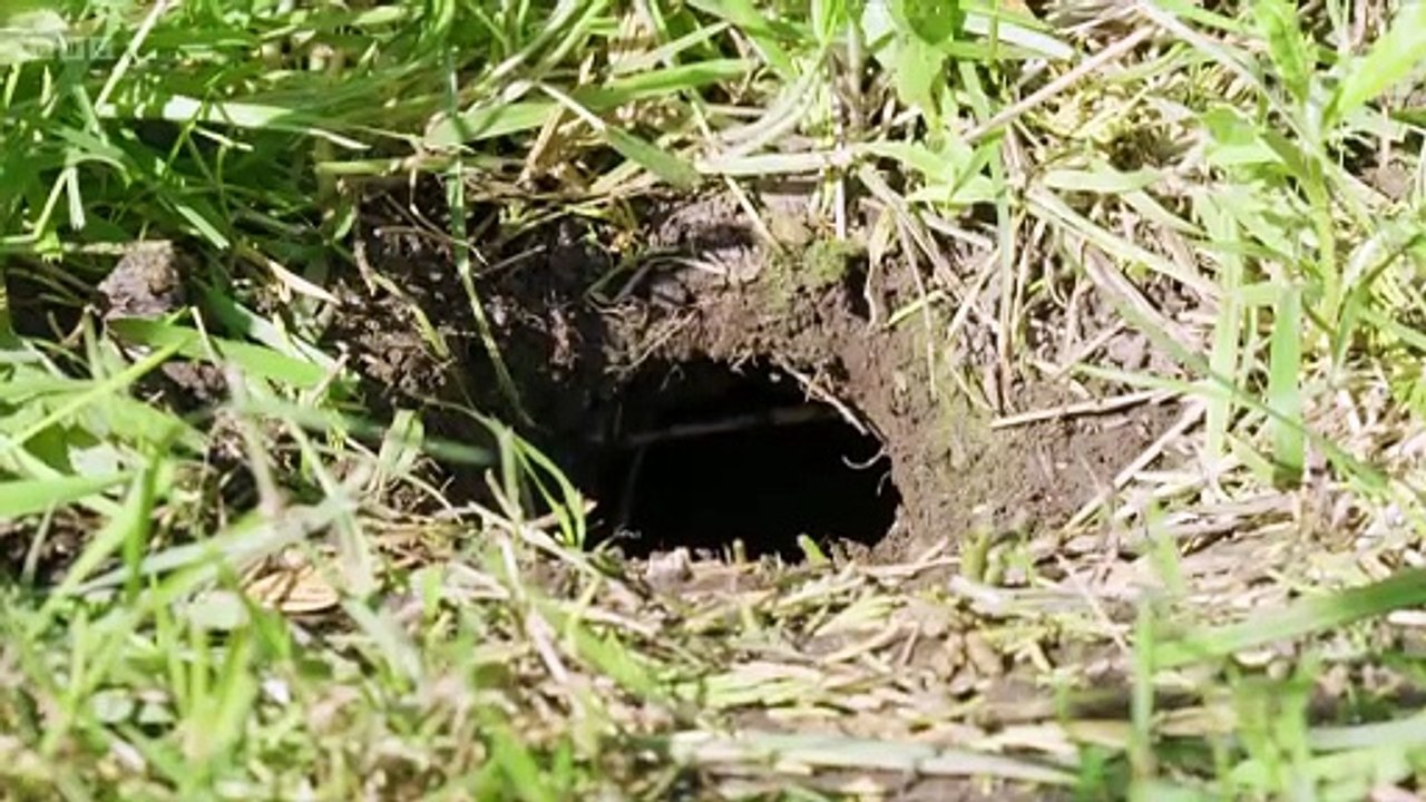 Springwatch 2024 episode 10