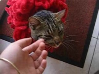 Mon chat dans toute sa splendeur