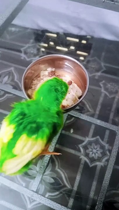 Funny Video - Chicks video dialoug