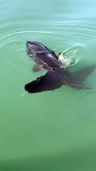 VÍDEO Registro raro de peixe é feito por morador em praia de SC