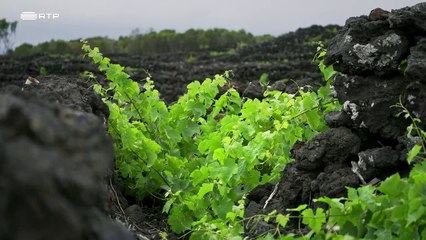 Vinhos com História - Episódio 01-05-Vinhos do Pico