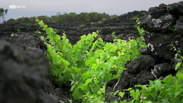 Vinhos com História - Episódio 01-05-Vinhos do Pico