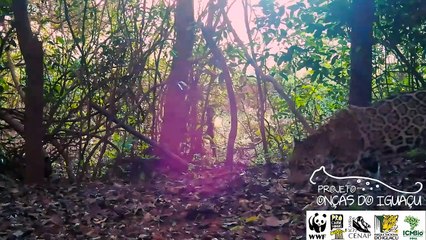 Câmeras registram filhote de onça no Parque Nacional do Iguaçu