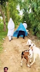 Burkhay_Main_chupay_Bakri_Chor_#part1_#funny_#comedy_#entertainment_#khizaromer_#fun_#comedymovies(480p)
