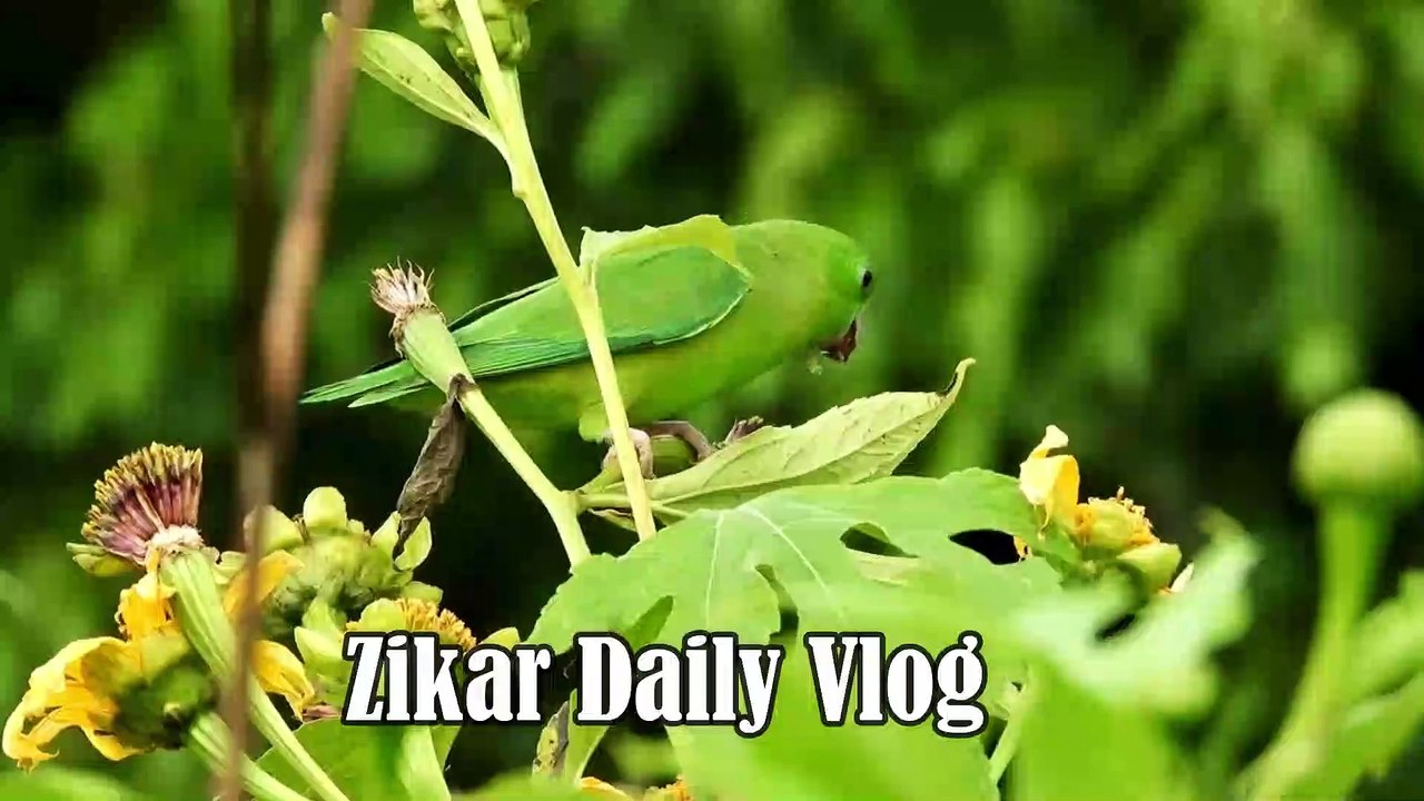 zikar daily 33 time a day