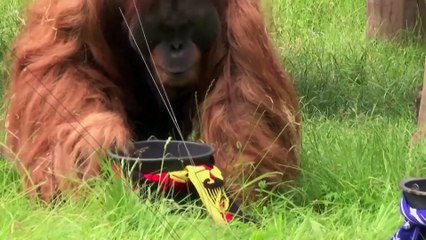 Orangutan backs Germany against Scotland in Euros