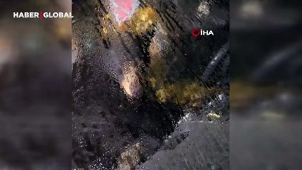 Otomobilin içine giren ayı koltukları parçaladı: Araç sahibinden "intikam" iddiası