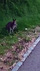 Canguru, Lux: Discover the Charm