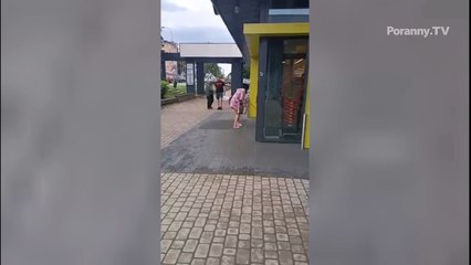 Owieczka na spacerze w Białymstoku