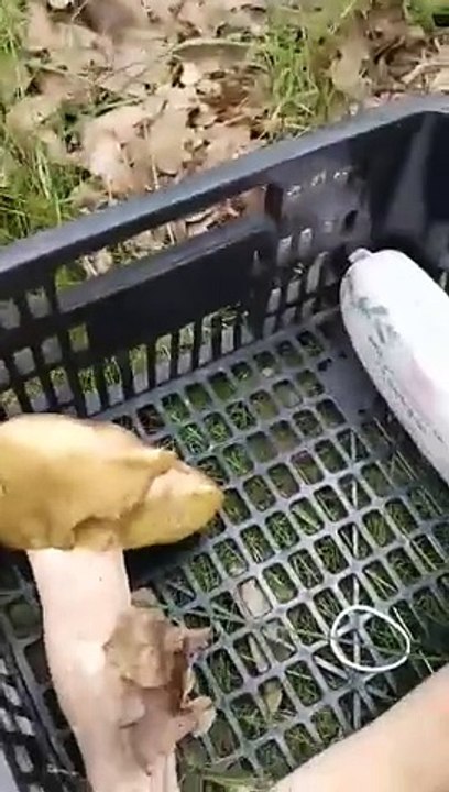 Grzyby w powiecie gnieźnieńskim