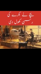 Bachy ne Bakry ki Rassi Kholdi