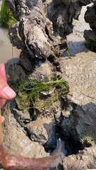 How snails are released.