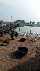 livestock in the farm