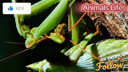 How do spiders and some other animals living in the forest live their lives?