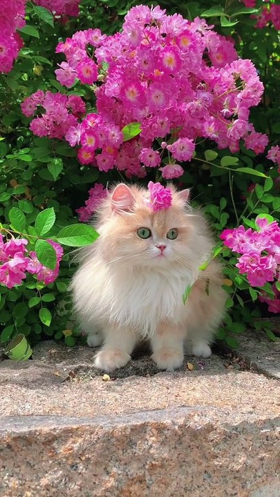 Cat lover's