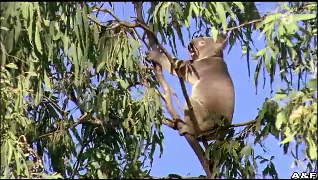 Am Kap der Liebe -01-