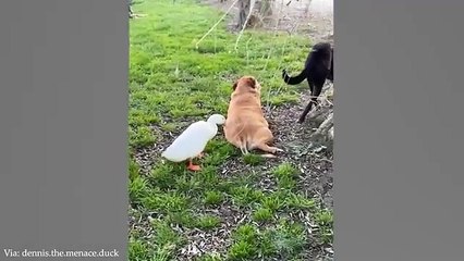 FUNNY ANIMALS VIDEO SUBSCRIBE FOLLOW FOR MORE