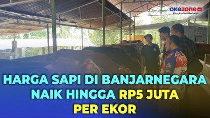 Jelang Iduladha, Harga Sapi di Banjarnegara Naik hingga Rp5 Juta Per Ekor