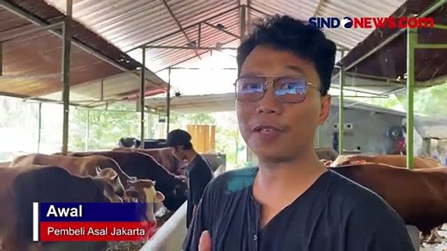 Jelang Hari Raya Kurban, Harga Sapi di Banjarnegara Naik hingga Rp5 Juta Per Ekor