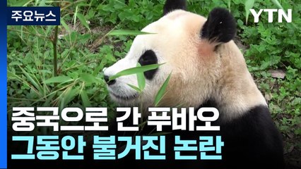푸바오, 그동안의 논란과 해명 '총정리' [앵커리포트] / YTN