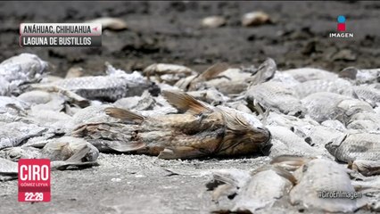Miles de peces han muerto por la sequía en la laguna de Bustillos, en Chihuahua