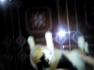 Kucing Sangat Imut