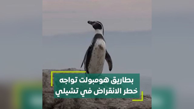 بطاريق هومبولت تواجه خطر الإنقراض في تشيلي