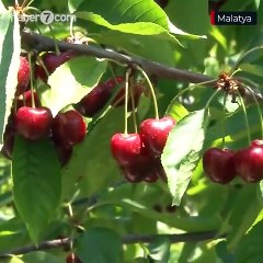 Aylık 60 bin TL'ye çalışacak işçi bulamıyorlar