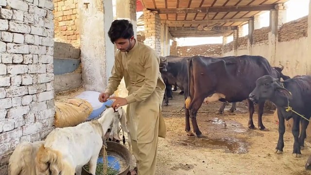 Bakri Hui Bemar ｜New Hindi Story 2024｜ Hindi Story 2024 Dailymotion | New Dailymotion Video 2024 | Moral Story ｜｜ BWP Royals